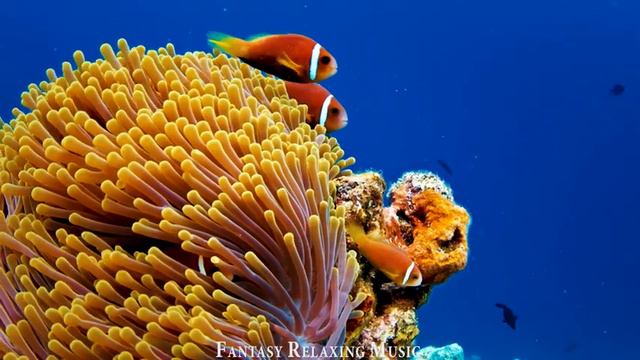 4K Ocean - The Life Of Colorful Fish And Turtle Underwater - The Best Relax Music