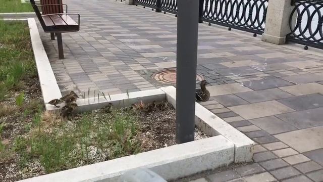 Русские утята ниндзя!!! смотреть онлайн