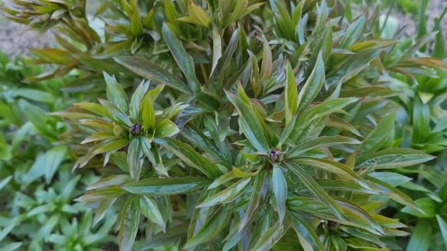 УВИДЕЛИ БУТОНЫ? Пора КОРМИТЬ ПИОНЫ! Цветы будут ЯРЧЕ и КРУПНЕЕ