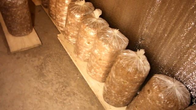 ВЕШЕНКА, Инкубатор для грибных блоков и мицелия - growbox for mushrooms смотреть онлайн