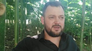 Павловния - бизнес - план Украина. Наш опыт и результаты по выращиванию дерева Павловнии.