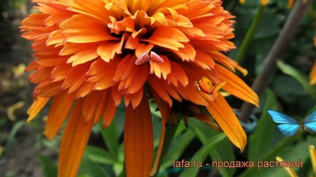 Эхинацея пурпурная Мармелад (echinacea Purpurea) ? обзор: как сажать, рассада эхинацеи Мармелад