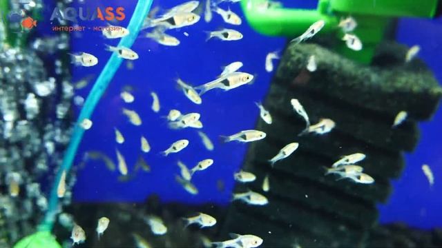 ?Aquass - Расбора клинопятнистая (Rasbora Heteromorpha) смотреть онлайн