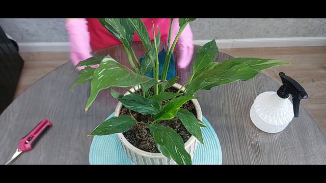 Спатифилум Даймонд. Обзор о важном.