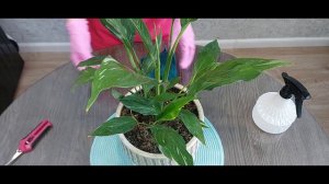 Спатифилум Даймонд. Обзор о важном.