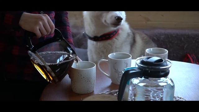 HUSKY. Murmansk. MUSHING. смотреть онлайн