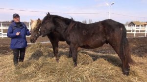 В каком возрасте крыть кобылу