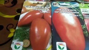 Крупноплодные томаты для открытого грунта, проверенные Сибирью.