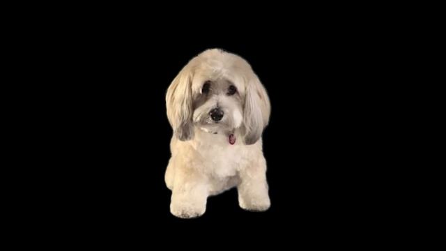 When roblox is back up @shorts смотреть онлайн