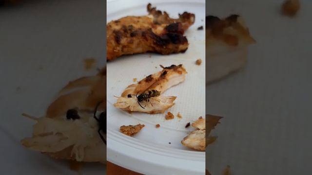 Оса отгрызает кусок мяса смотреть онлайн