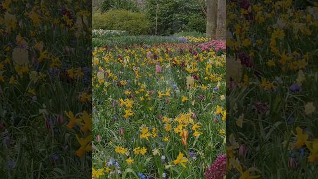 Keukenhof, парк цветов, апрель 2022