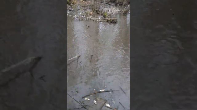 Как мы съездили на рыбалку смотреть онлайн