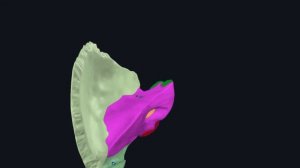 Височная кость  - анатомия / Мозговой череп / Остеология