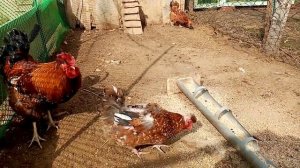 Русская хохлатая порода кур, только одни плюсы!!!