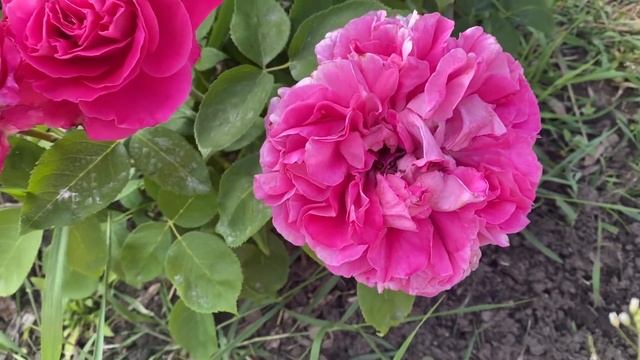 #16 При первом цветении Мэри Роуз оказалась Полем Нейроном (Paul Neyron) смотреть онлайн