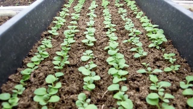 Обзор стеллажей уход за первыми всходами петунии 2018! смотреть онлайн