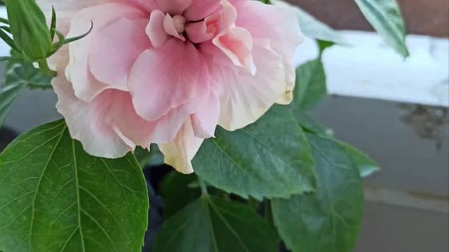 Hibiscus 🌺 grown from Cutting#Double petal#Baby Pink color#Bloom смотреть онлайн