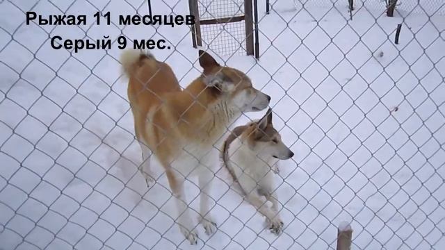 Лайка залезла на крышу бани. dog huskies hunting climbed the roof on the bath. смотреть онлайн