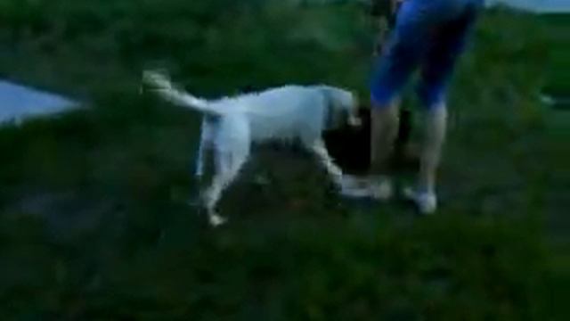 щенок    лабрадор а    маленький  Маркушка  4 месяца