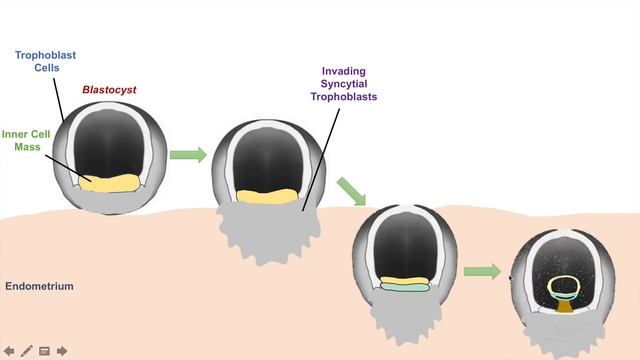 Gastrulation | Formation of Germ Layers | Ectoderm, Mesoderm and Endoderm смотреть онлайн