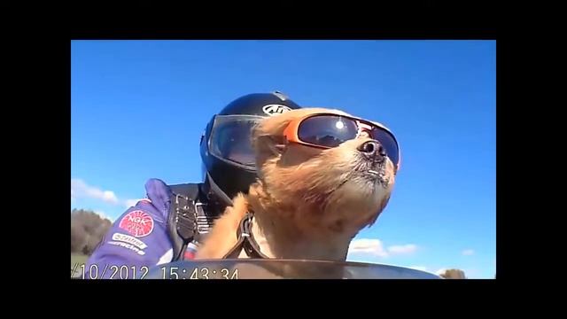 Собака байкер Стич :) смотреть онлайн