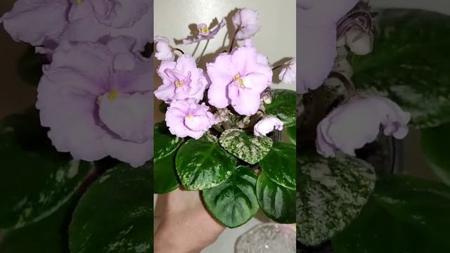 Фиалки трейлеры. СВ Город Тулуза ?. смотреть онлайн