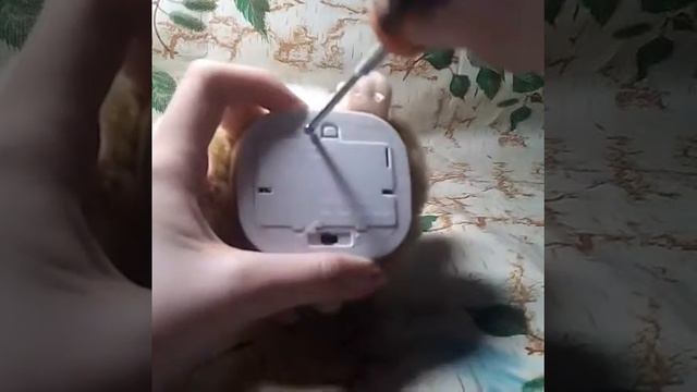 Обзор игрушки: Говорящий хомячок :3 смотреть онлайн