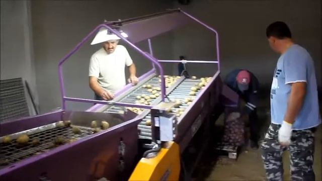 Механизированная сортировка картофеля в КФХ Сальковых смотреть онлайн