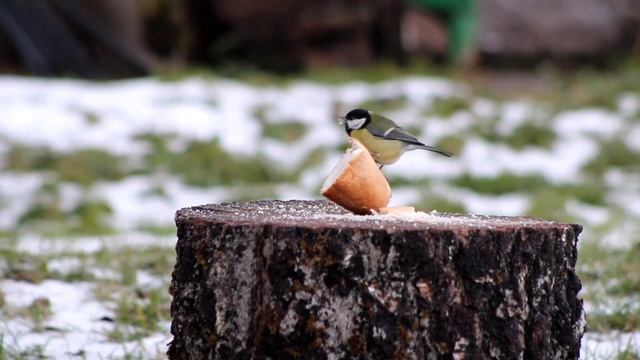 История кусочка батона на подкормочной площадке/The story of a piece of loaf at the feeding area смотреть онлайн
