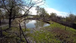 Выращивание карпа в маленьком пруду возле дома, эксперимент. ч19