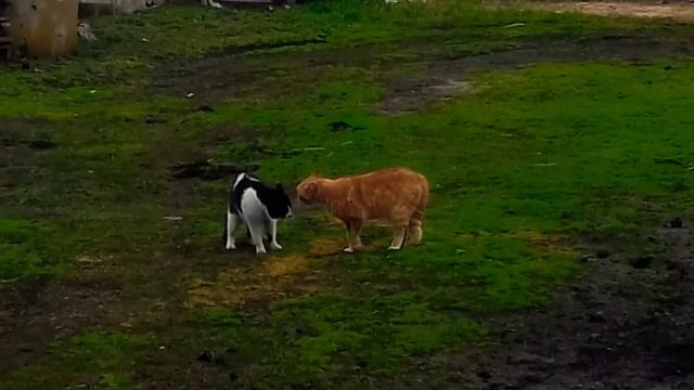 МАРТОВСКИЕ КОТЫ - ВЫЯСНЯЮТ ОТНОШЕНИЯ, ГРОМКО ОРУТ! ??? смотреть онлайн