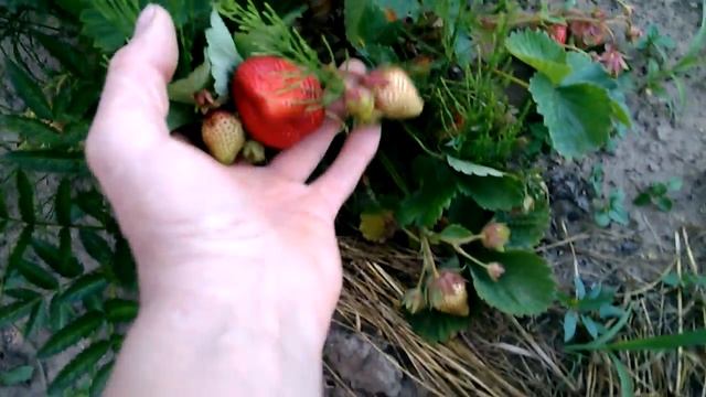 Клубника, сорт Чамора Турусси, средне-поздняя, крупная, сладкая. 06.06.18. смотреть онлайн