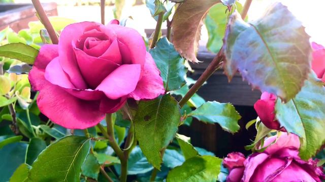 Barbara Streisand Rose | Is it a hyped hybrid tea rose? смотреть онлайн