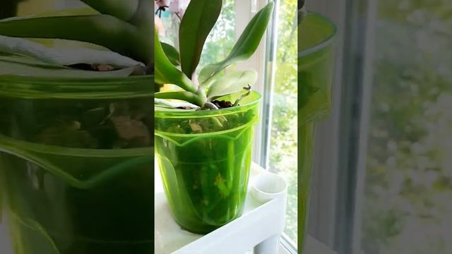 Первые признаки щитовки смотреть онлайн