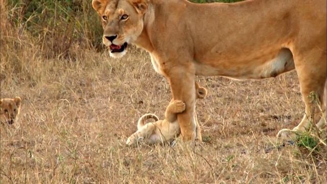 Выживание в дикой природе - Часть 1-3 - Документальный фильм - Сборник смотреть онлайн