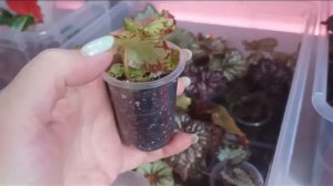 Что делать если погибают бегонии?! Стоит ли реанимация свеч? 🤔 Обзор выживших.