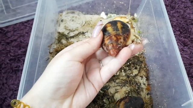 прибирання в равликів ахатин та архахатин, древесників #ahatina_pets #snail #улитка #ахатина #равли смотреть онлайн