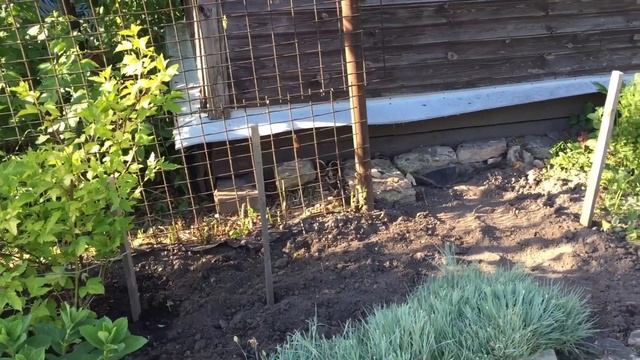 ПЕРЕСАЖИВАЕМ ГОРТЕНЗИЮ ПРАВИЛЬНО. Пересадка гортензии Анжел Блаш. смотреть онлайн