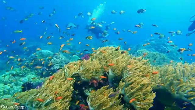 24HOURS The Ocean 4K - Beautiful Coral Reef Fish - Sleep Relaxing Meditation Music смотреть онлайн