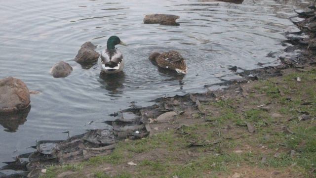 Слайд-шоу. Ангарские пруды. Последний день апреля. 2019.04.30. смотреть онлайн