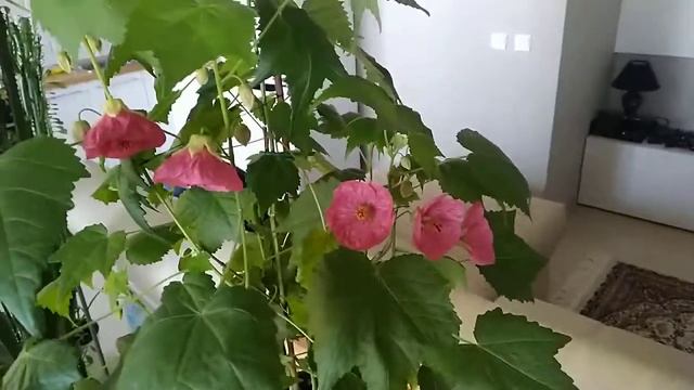 АБУТИЛОН выращенный из семян, уход дома смотреть онлайн