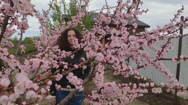 Цветение абрикоса Ранний из Мордена. Барский сад смотреть онлайн