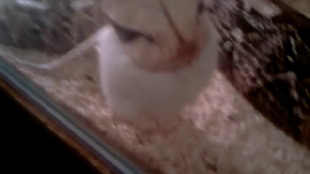 Габонская гадюка атакует! смотреть онлайн