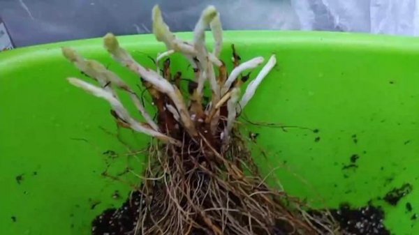 Посадите в саду котовник.