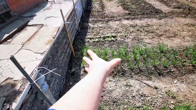 133 Переезд с севера на юг из города в деревню / Посадила помидоры / Голубоглазая гостья / Влог смотреть онлайн