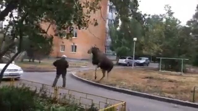 Лось в Заречном замахнулся копытом на мужчину 2018 смотреть онлайн