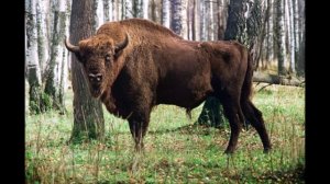 Звук зубра,  Sound bison,  聲音野牛, ध्वनि बाइसन, البيسون الصوت, সাউন্ড বাইসন, ses bizon, กระทิงเสียง