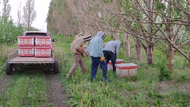 Beekeeping. З садов на акацию. смотреть онлайн