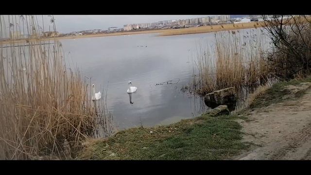 Прокатились до моря Нас атакуют птицы @user-mn3vh1zq3p смотреть онлайн