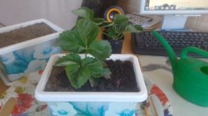 ВЫРАЩИВАЕМ КЛУБНИКУ ДОМА НА ПОДОКОННИКЕ .